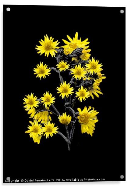Sunflowers Over Black Acrylic by Daniel Ferreira-Leite
