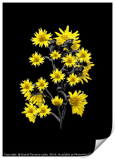 Sunflowers Over Black Print by Daniel Ferreira-Leite