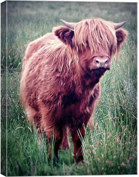Highland Cow, Scotland. Canvas Print by Aj’s Images