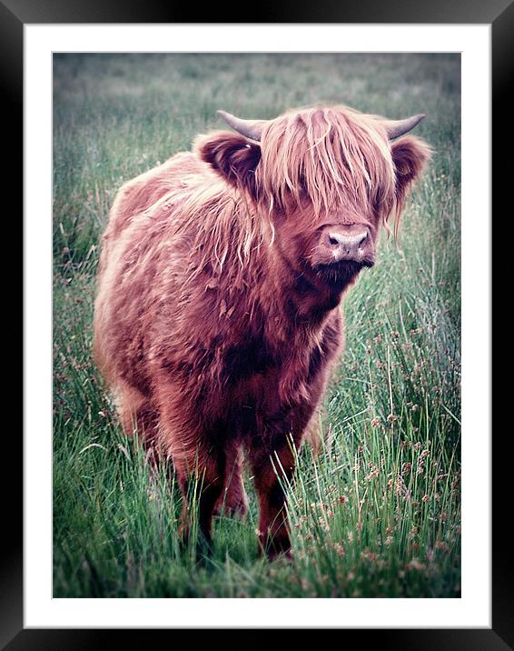 Highland Cow, Scotland. Framed Mounted Print by Aj’s Images