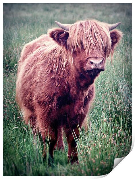Highland Cow, Scotland. Print by Aj’s Images