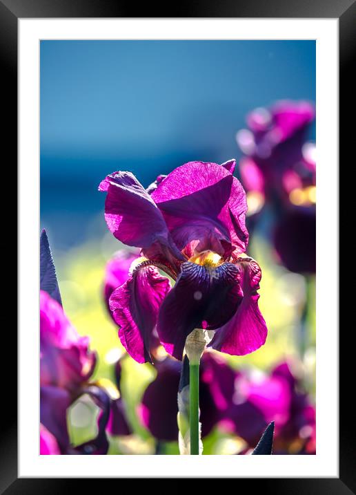 Irises Framed Mounted Print by Svetlana Korneliuk
