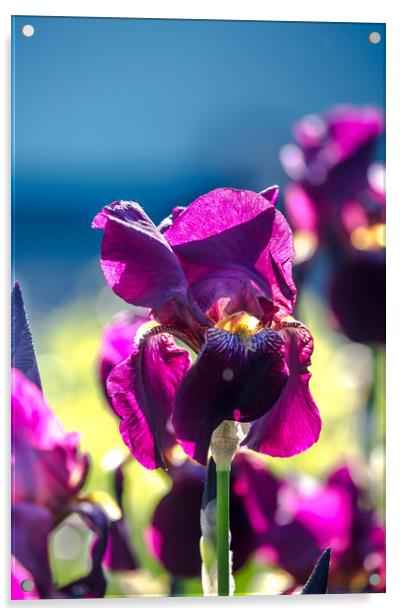 Irises Acrylic by Svetlana Korneliuk