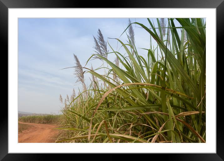 Sugarcane, Burkina Faso Framed Mounted Print by Massimo Lama