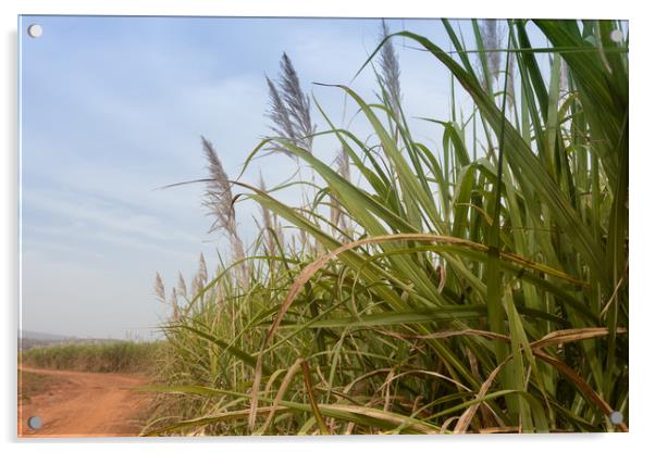 Sugarcane, Burkina Faso Acrylic by Massimo Lama