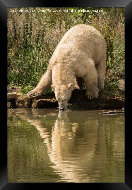 Polar bear Framed Print by Alan Tunnicliffe