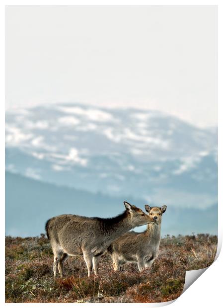 Sika Deer Print by Macrae Images