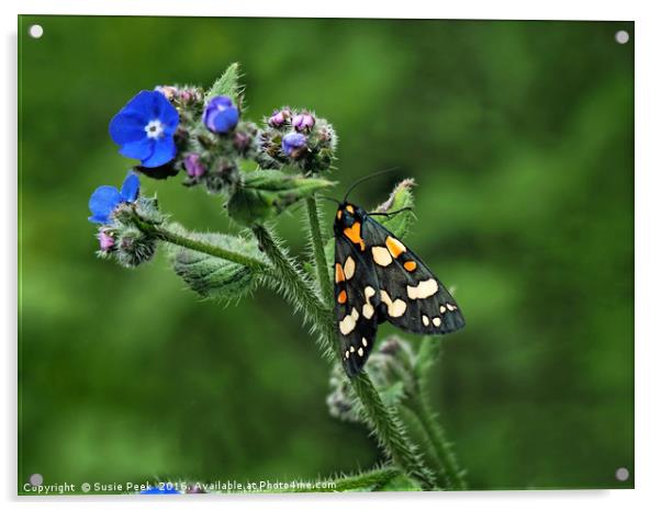 Scarlet Tiger Moth - Callimorpha Dominula Acrylic by Susie Peek