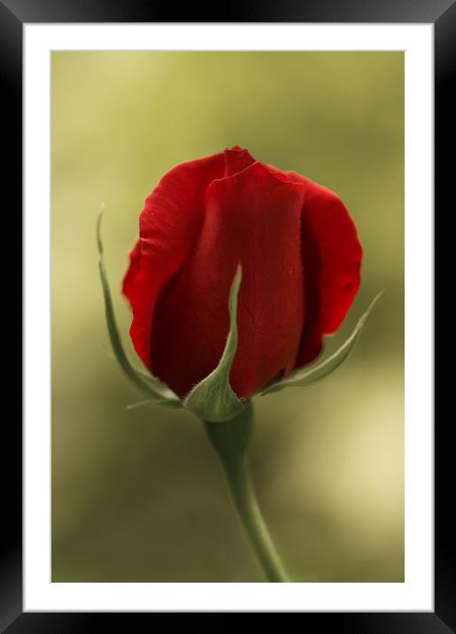 Red Rosebud Framed Mounted Print by Jacqi Elmslie