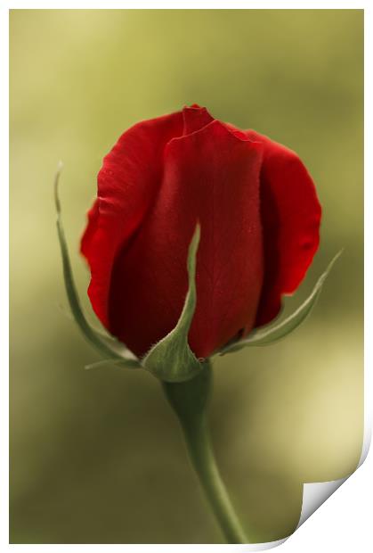 Red Rosebud Print by Jacqi Elmslie