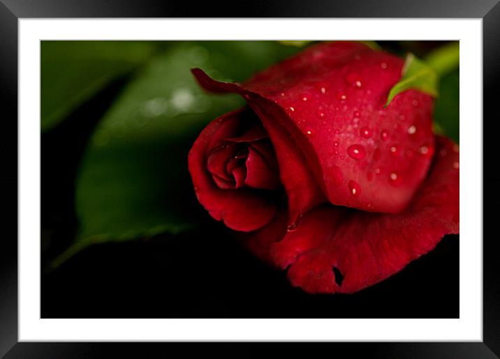 Rose After the Storm Framed Mounted Print by Jacqi Elmslie