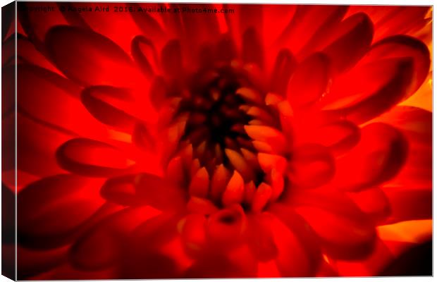 Red. Canvas Print by Angela Aird