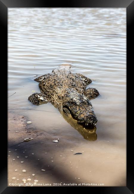 Sacred crocodile, Burkina Faso Framed Print by Massimo Lama