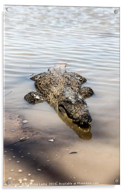 Sacred crocodile, Burkina Faso Acrylic by Massimo Lama