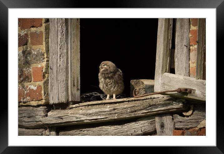 A thoughtful owlet Framed Mounted Print by Sue MacCallum- Stewart