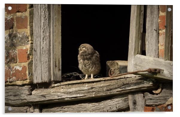 A thoughtful owlet Acrylic by Sue MacCallum- Stewart