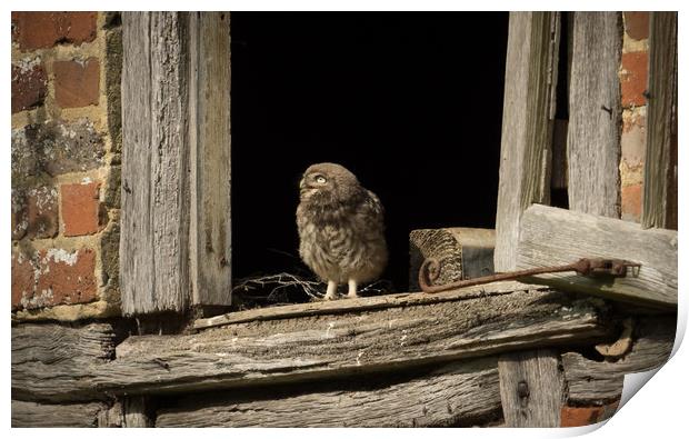 A thoughtful owlet Print by Sue MacCallum- Stewart