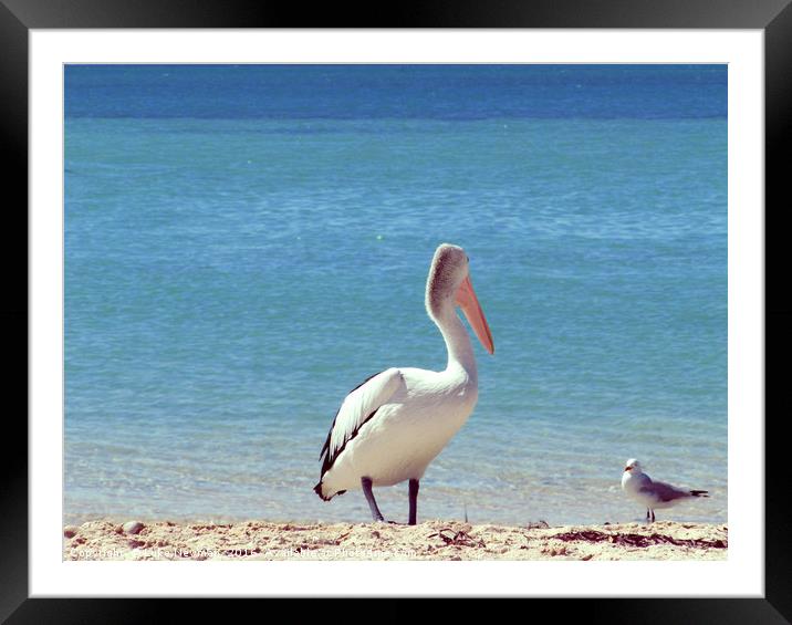 Pelican Stand-off Framed Mounted Print by Luke Newman