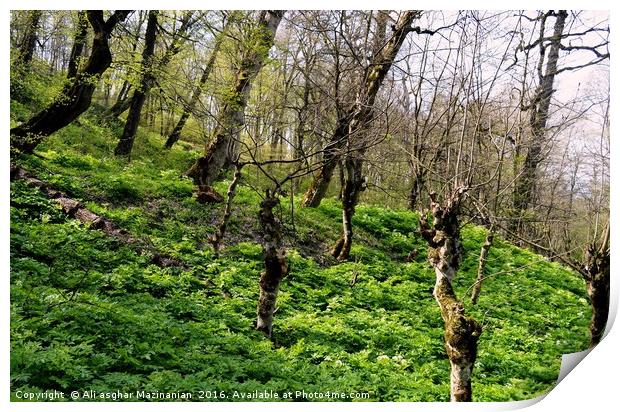 Jungle's beauty in spring, Print by Ali asghar Mazinanian