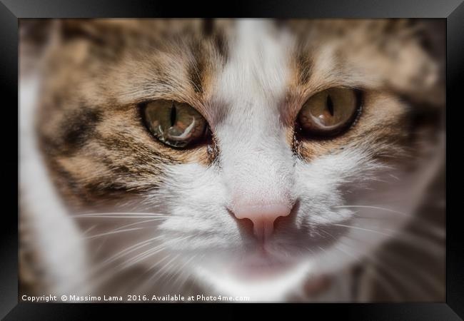 Cat domestic blurred   Framed Print by Massimo Lama
