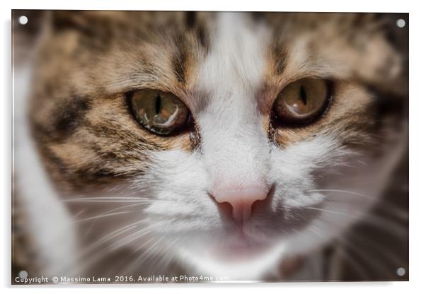 Cat domestic blurred   Acrylic by Massimo Lama