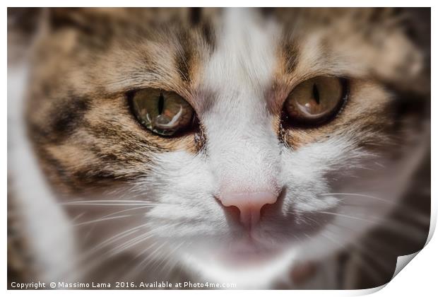 Cat domestic blurred   Print by Massimo Lama