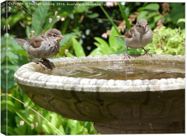 House Sparrows at Bird Bath Canvas Print by Stephen Cocking