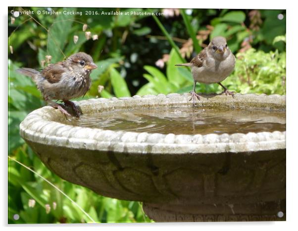 House Sparrows at Bird Bath Acrylic by Stephen Cocking