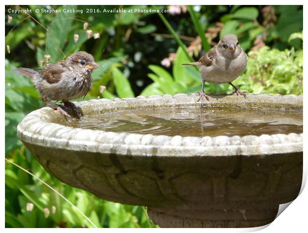 House Sparrows at Bird Bath Print by Stephen Cocking