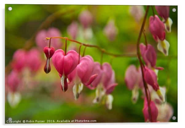 Dicentra Flowers Acrylic by Robin Purser