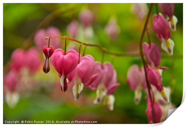 Dicentra Flowers Print by Robin Purser