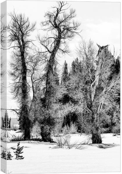 Three Trees BW Canvas Print by Belinda Greb