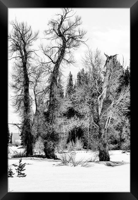 Three Trees BW Framed Print by Belinda Greb