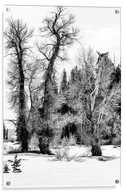 Three Trees BW Acrylic by Belinda Greb
