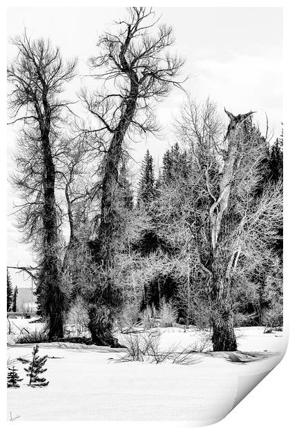 Three Trees BW Print by Belinda Greb