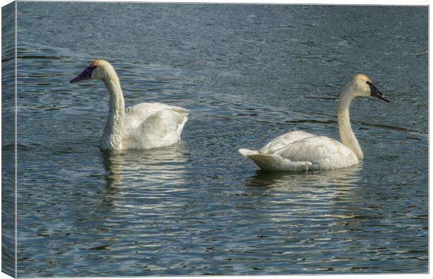 Two Trumpeter Swans at Oxbow Bend Canvas Print by Belinda Greb