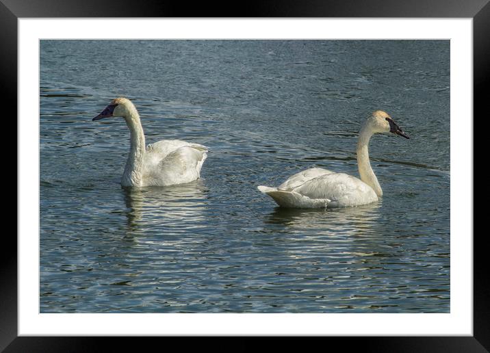 Two Trumpeter Swans at Oxbow Bend Framed Mounted Print by Belinda Greb