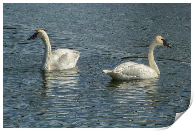 Two Trumpeter Swans at Oxbow Bend Print by Belinda Greb
