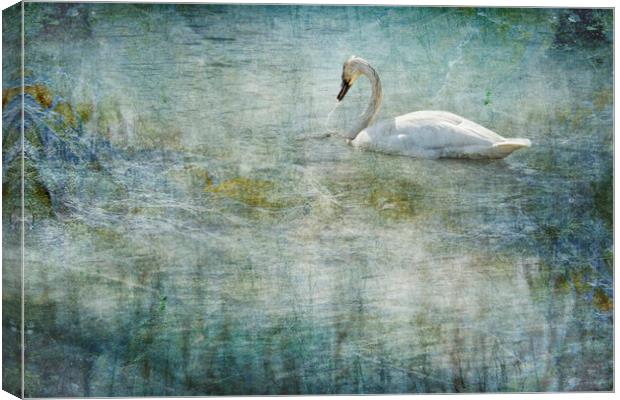 Belinda Greb Canvas Print by Belinda Greb