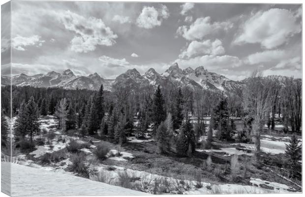 Grand Tetons from Schwabacher Road bw Canvas Print by Belinda Greb