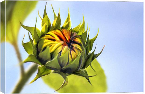 Sunflower bud Canvas Print by John Edwards