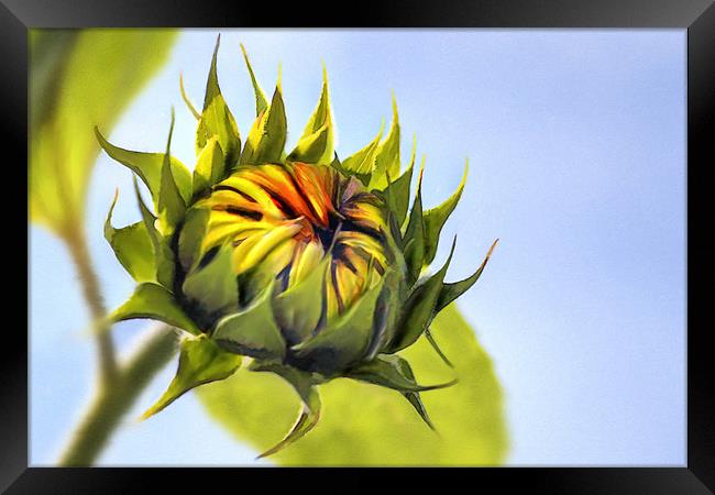 Sunflower bud Framed Print by John Edwards