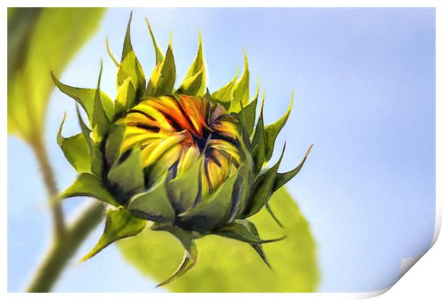 Sunflower bud Print by John Edwards