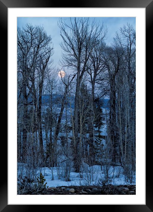 Full Moon Through Trees At Dusk Framed Mounted Print by Belinda Greb