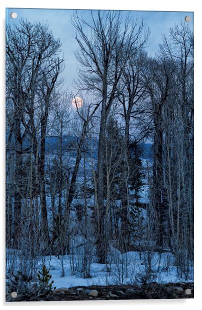 Full Moon Through Trees At Dusk Acrylic by Belinda Greb