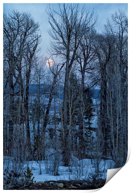Full Moon Through Trees At Dusk Print by Belinda Greb