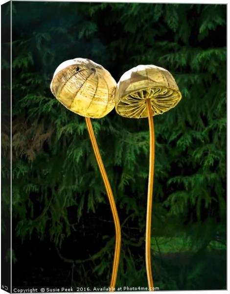 Two Little Shrooms Canvas Print by Susie Peek