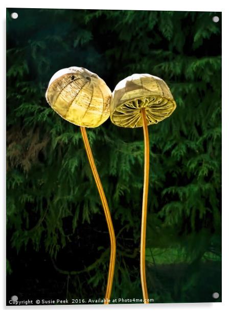 Two Little Shrooms Acrylic by Susie Peek