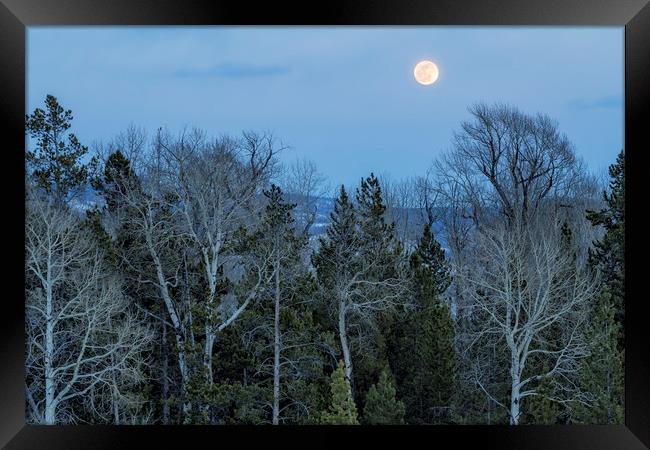 Full Moon Over Trees At Dusk Framed Print by Belinda Greb