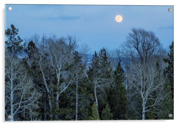 Full Moon Over Trees At Dusk Acrylic by Belinda Greb